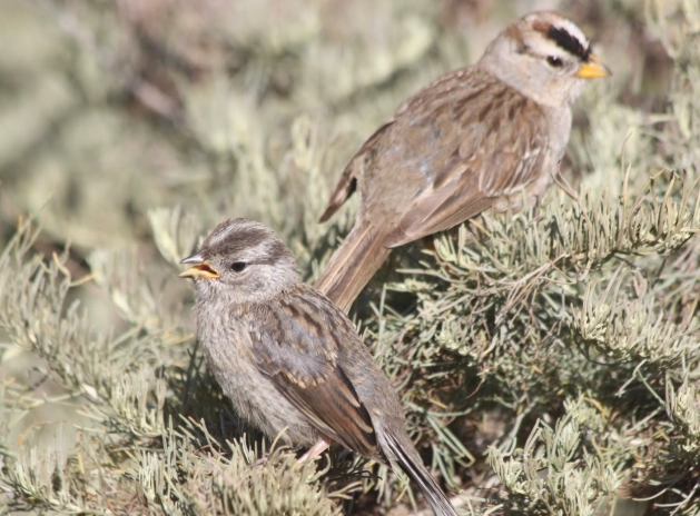 juvenile bird identification guide