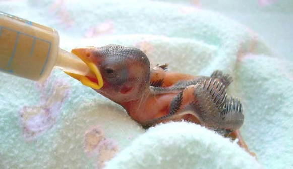 hatchling bird identification