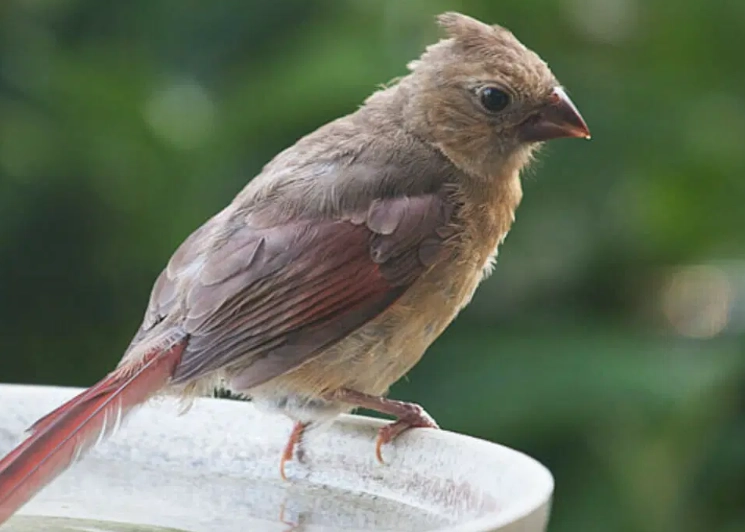 how to tell if a bird is a baby