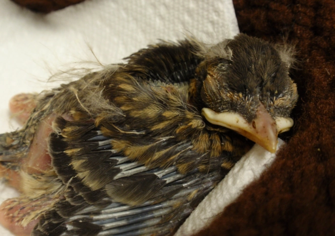 hatchling vs fledgling hatchling vs fledgling