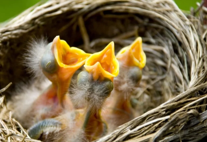 how to identify baby birds how to identify baby birds