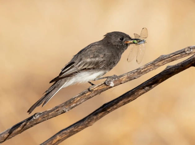 identifying juvenile birds california