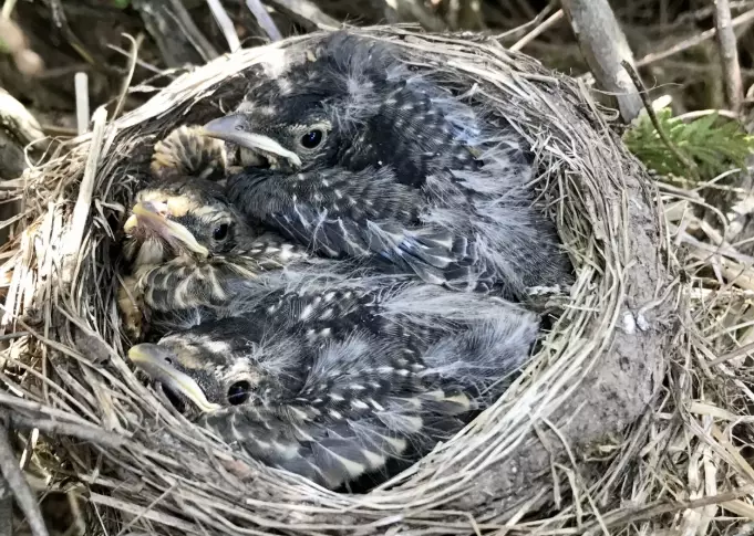 bird identification guide bird identification guide