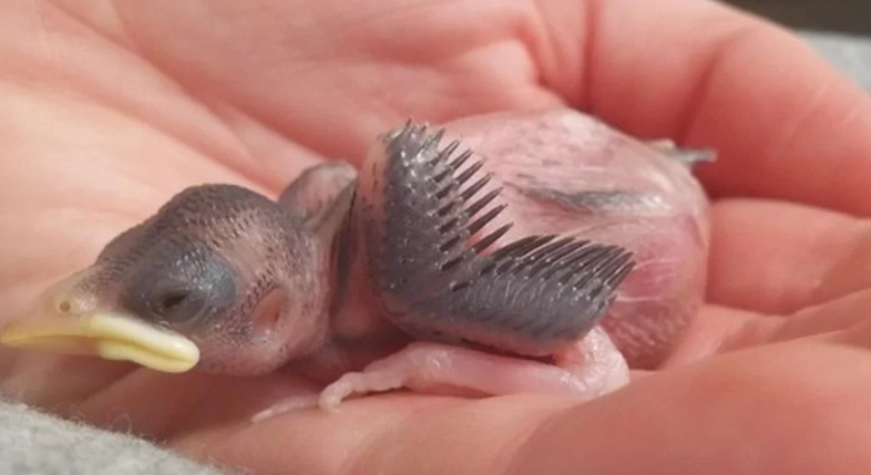 baby bird identification baby bird identification