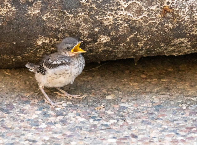 identifying juvenile birds california