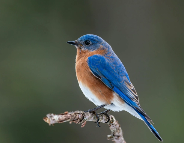 eastern bluebird nest box