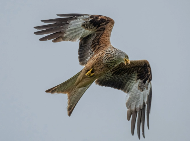 how to tell a bird's age