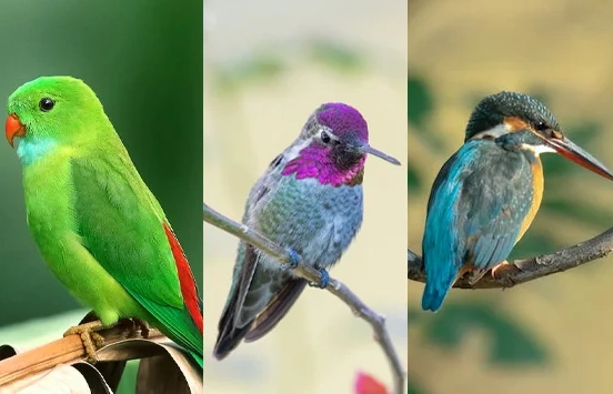 how to tell a bird's age