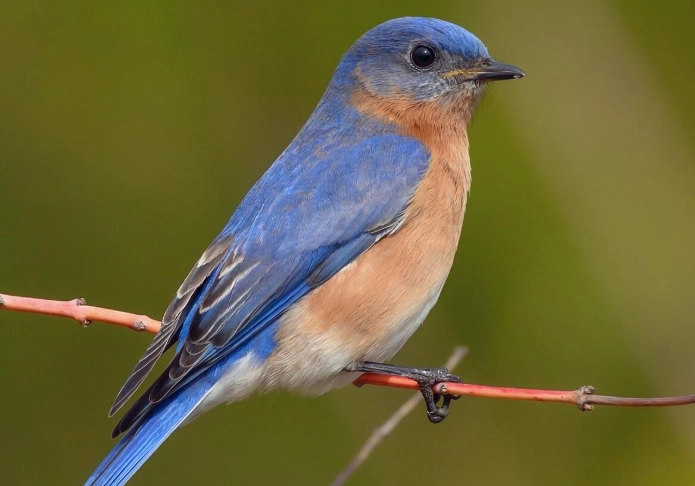 how to attract eastern bluebirds