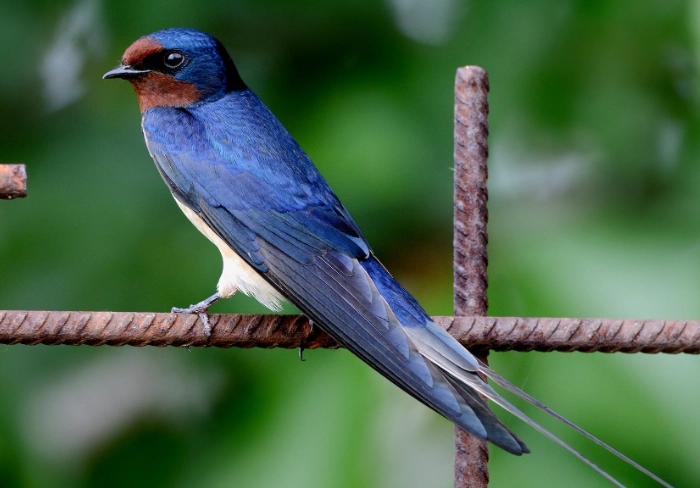 attract barn swallows attract barn swallows