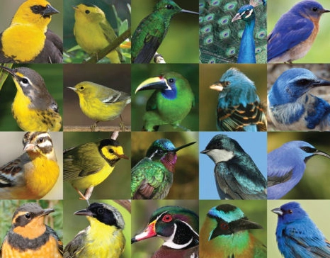 bird identification by eye color