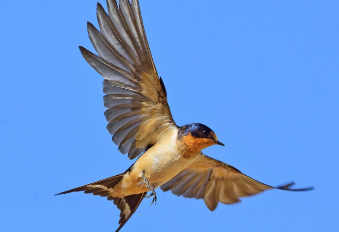 barn swallow nest barn swallow nest