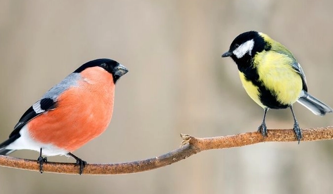 how to tell a bird's age