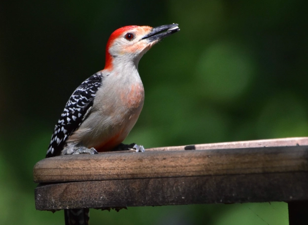 red bellied woodpecker vs red headed