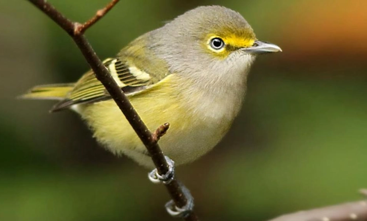 bird eye ring identification