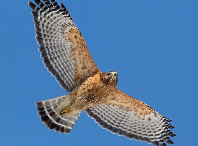 red tailed hawk behavior