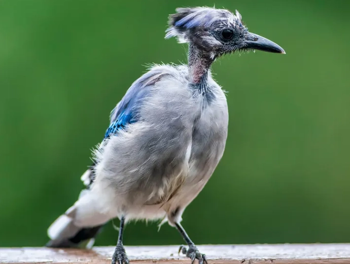 molt limits bird identification