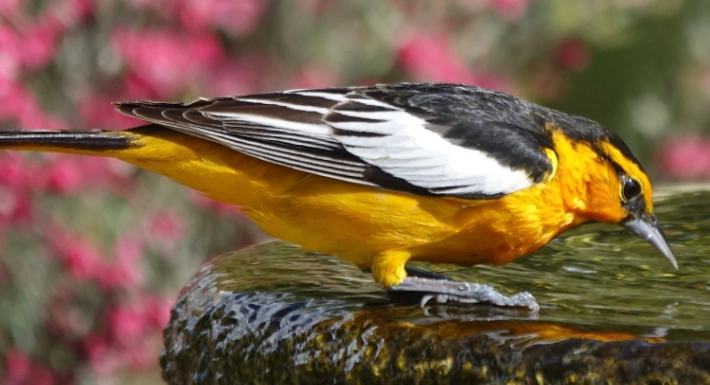 bird identification by eye color