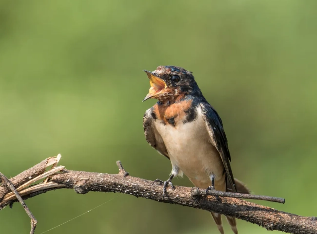 how to tell bird age by feathers