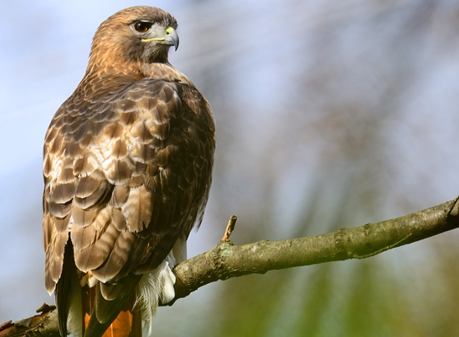 red tailed hawk facts