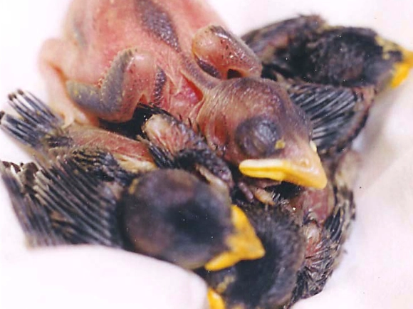 determine bird gender