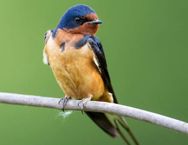 barn swallow nest barn swallow nest