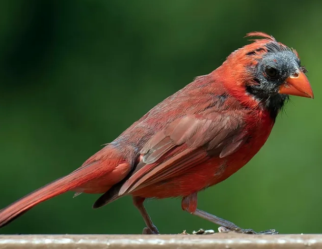 molt limits bird identification