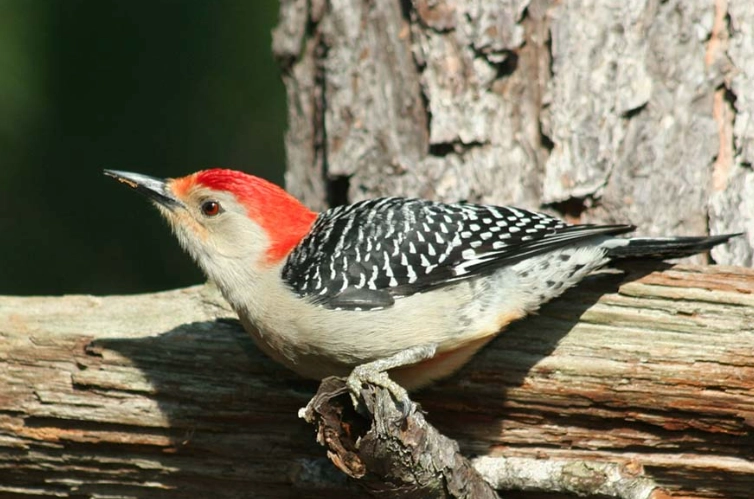 red bellied woodpecker call