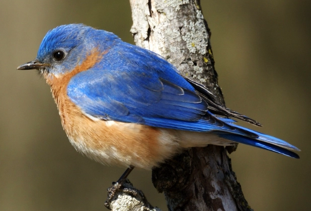 eastern bluebird diet