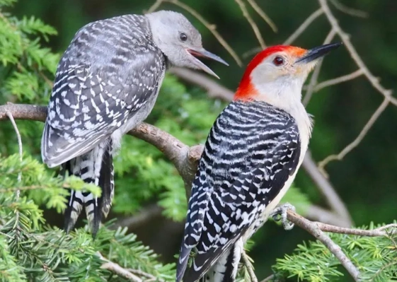 red bellied woodpecker vs red headed