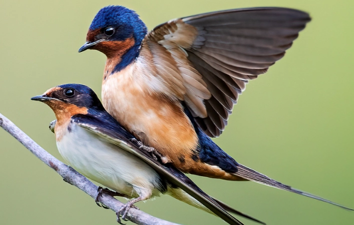 attract barn swallows attract barn swallows
