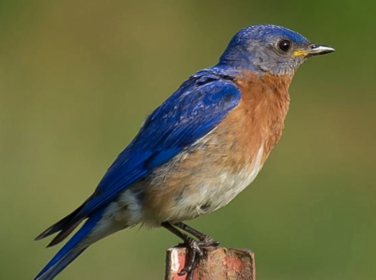 eastern bluebird diet