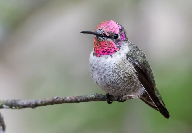how to tell bird age by feathers