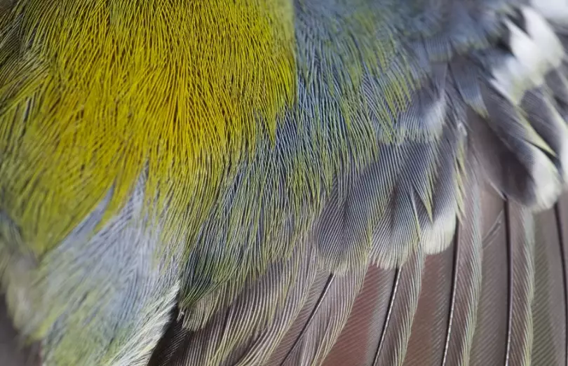 molt limits bird identification