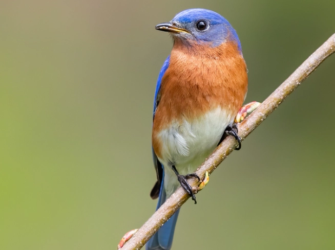 how to attract eastern bluebirds