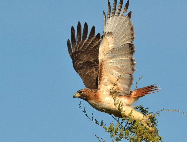 red tailed hawk identification