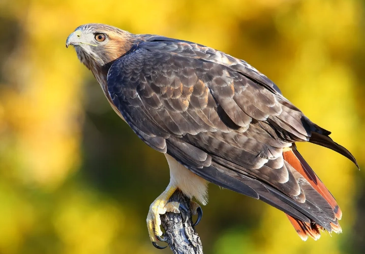 red tailed hawk identification