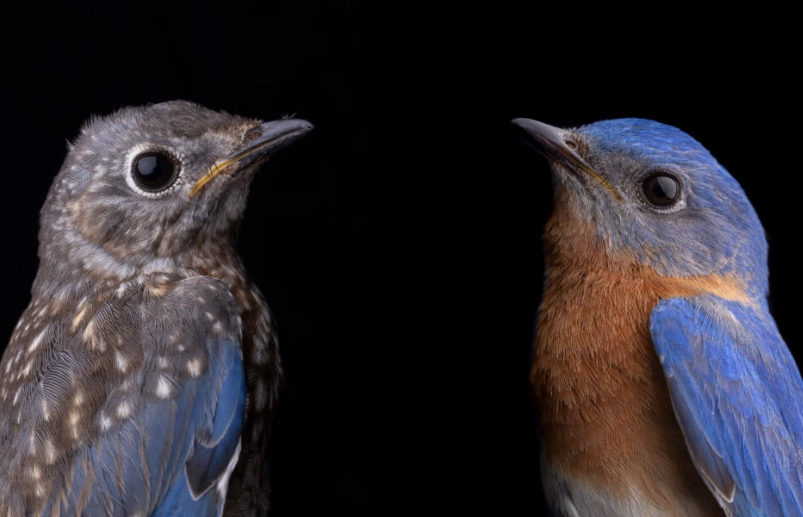 how to tell bird age by feathers