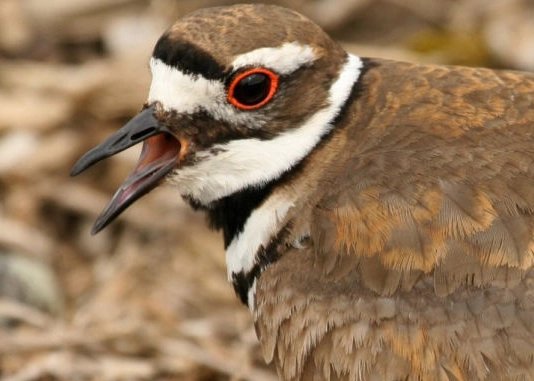 bird eye ring identification
