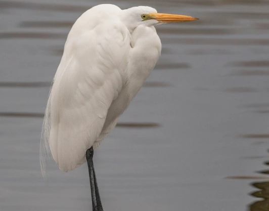 great egret