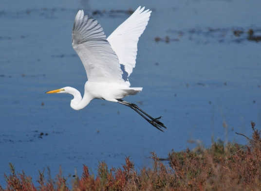 great egret