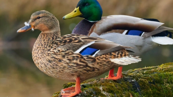 where to see mallard ducks