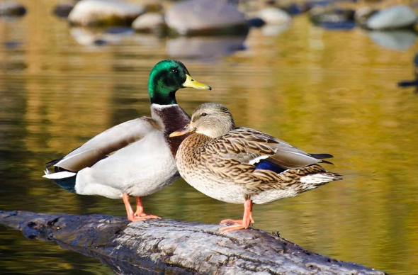 mallard duck identification