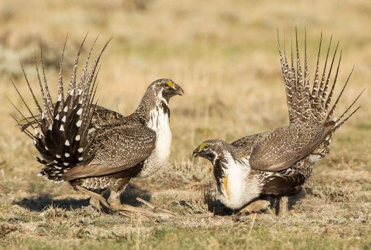 greater sage grouse viewing greater sage grouse viewing