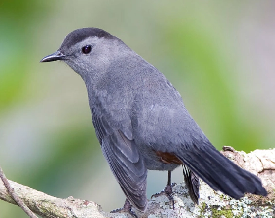 gray catbird sound