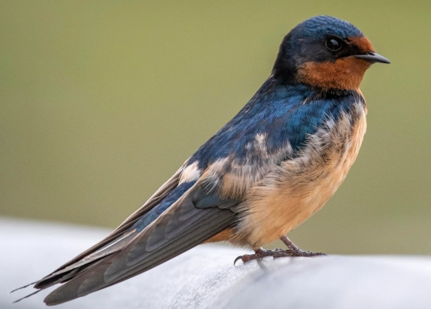 swallow bird identification