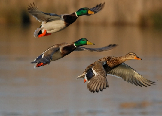 where to see mallard ducks
