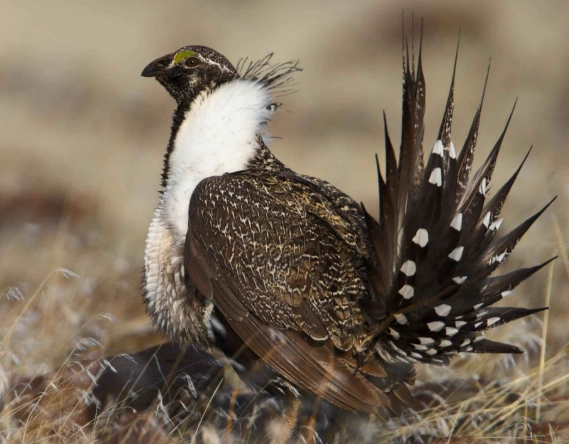 birdwatching greater sage grouse birdwatching greater sage grouse