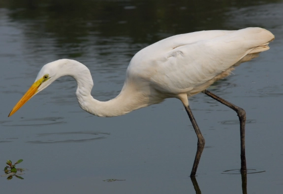 egret photography