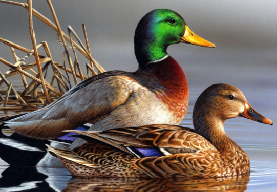 mallard duck behavior